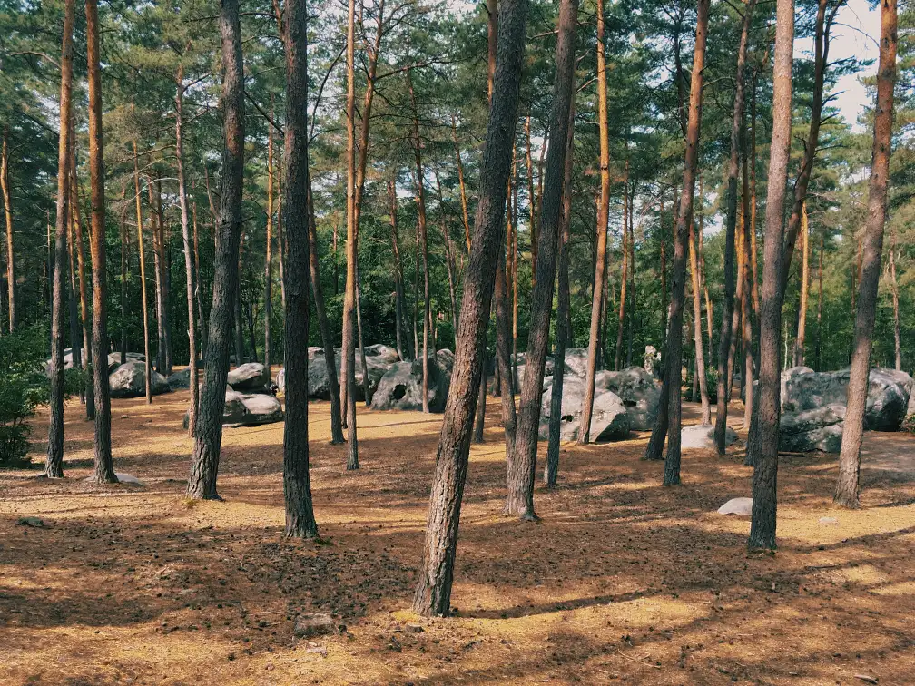 Blocs de grès dans la forêt de Fontainebleau